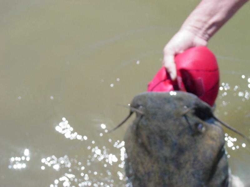 Fish4